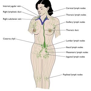 Manual Lymphatic Drainage (MLD) - Liverpool